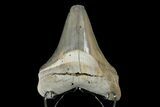 Serrated, Fossil Megalodon Tooth - Aurora, North Carolina #179736-2